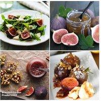 Fig Tree Growers Choice - Hardy Fruit Shrub in 2L Pots