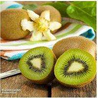 Kiwi Growers Choice Climbing Fruit Plants - Hardy & Vigorous Vines