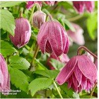 Clematis alpina 'Imke' Flowering Climbing Plant - Spring Bloomer, 2-2.5m