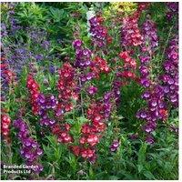 Penstemon 'Arabesque Mix' Flowering Perennial - 15 or 30 Garden Ready Plants
