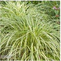 Carex 'Moon Falls' Evergreen Ornamental Grass - Compact Japanese Sedge