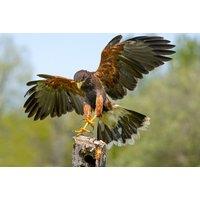 Golden Eagle Hunt Day Experience - Lincolnshire Hawk Walks