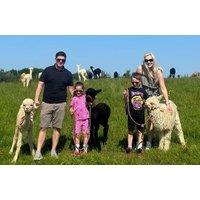 PRICE DROP! 1 Hr Alpaca Experience for up to 4, 5, or 6 - Alpacas of Scotland, Ayr