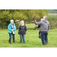 Half Day Falconry with Bird Handling, Flying & Lure Demonstrations