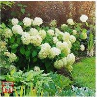 Hydrangea arborescens 'Annabelle' Flowering Shrub - RHS Award Winner, Up to 250cm