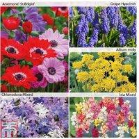 425 Mixed Spring Flowering Bulbs - Vibrant Perennial Collection