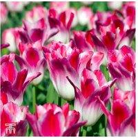 Tulip 'Whispering Dream' Flowering Bulbs - 16 Pack, Spring Bloomer