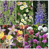 Up to 120 Mixed Hardy Perennial Flowering Plants - Plug Plants