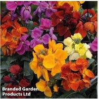 Wallflower Harlequin Mixed - Scented Flowering Biennial Plants