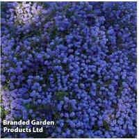 Ceanothus 'Blue Sapphire' Evergreen Shrub - 1 or 3 Plants in 9cm Pots