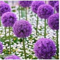 Allium 'Purple Sensation' Flowering Bulbs - 60 or 90 Pack, RHS Award Winner