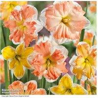 40 Daffodil 'Rainbow Butterfly' Bulbs - Spring Flowering Perennial
