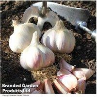 Autumn Planting Garlic Bulb Collection - 8 Hardy Varieties for UK Gardens