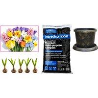 Blooming Spring Bulb Lasagne Collection with Stylish Pot & Compost Kit