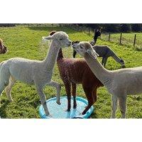 Alpaca Trekking - Meet n Greet and Trek, Bishop Auckland