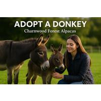 Adopt a Donkey at Charnwood Forest Alpacas