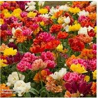 Double Flowering Tulip Bulbs - 36 Peony-Type Mix, 40cm Height