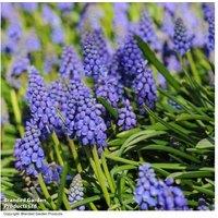 200 Spring Flowering Bulbs - Iris, Crocus, Muscari Collection