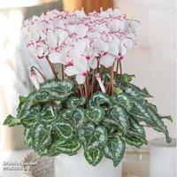 Scented Cyclamen 'Absolu de Morel' - Fragrant Flowering Indoor Plant 30cm