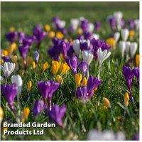 Crocus Botanical Bulbs - Early Spring Flowering, Low-Growing Perennial