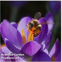 Dutch Crocus 'Purple' Bulbs - Hardy Perennial Spring Flowering
