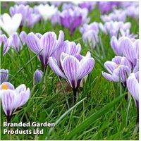 Dutch Crocus Bulbs - Perennial, Hardy, Striped Blooms, 15cm