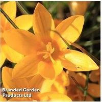 Dutch Yellow Crocus Bulbs - Hardy Spring-Flowering Perennial, 30 or 60 Pack