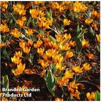 Crocus Orange Monarch Bulbs - Flowering Perennial, 20 or 40 Pack