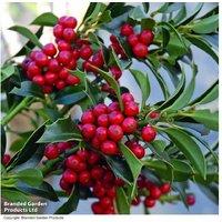 Pair of Holly Blue Maid Standard Trees - Evergreen, Berries, Wildlife-Friendly