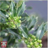 Pair of Evergreen Holly 'Green Alaska' Trees - Female, Hardy, Berry-Producing