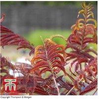 Albizia Chocolate Silk Tree - Flowering Ornamental, Up to 6m, RHS Merit