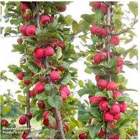 Compact Patio Apple 'Appeltini' Tree - Dwarf, Self-Fertile, 2m Tall