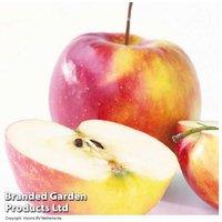 Apple 'Elstar' Fruit Tree - RHS Award Winner, Patio & Garden Ready