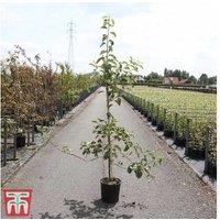 Apple 'Jonagold' Fruit Tree - Large, Dual-Purpose, 5L Pot
