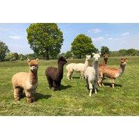 Unforgettable 1-Hour Alpaca Trek in Yorkshire with Optional Tea & Cake