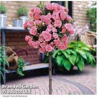 Patio Standard Rose Tree Collection - Compact, Flowering Miniature Roses