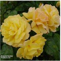 Climbing Rose 'Golden Showers' - RHS Award, Flowering, 3m Height