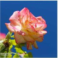 Climbing Rose 'Masquerade' - Flowering Multi-Coloured Climber (4m)
