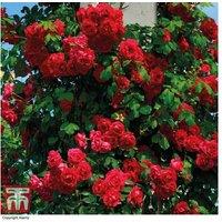 Red Climbing Rose 'Paul's Scarlet' - Flowering Climber, 3m, Bare Root