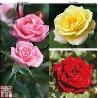 Rose 3-in-1 Patio Climber Collection - Fragrant Flowering Roses