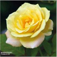 Scented Climbing Rose Plants - Flowering, Fragrant Bare Root Varieties