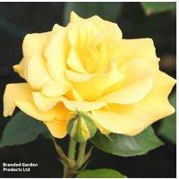 Wedding Anniversary Celebration Rose Bush - Repeat-Flowering, Fragrant, 90cm Tall