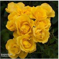 Floribunda Rose 'Grandma's Rose' - Golden-Yellow Flowering Shrub, 75cm