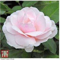 Floribunda Rose 'Many Happy Returns' - Fragrant, Disease-Resistant, 100cm Shrub