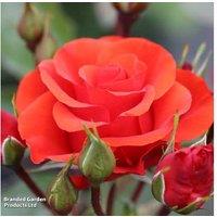 Floribunda Rose 'Precious Love' - Flowering Shrub, 60cm, Orange-Red Blooms