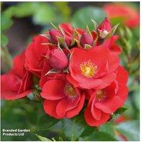 Celebration Rose - Scarlet Red Flowering Shrub, 60cm, Bare Root