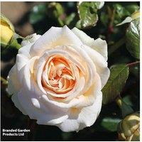 Fragrant Patio Rose Bushes - Cream, Purple & Pink Flowering Shrub