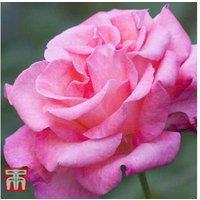 Hybrid Tea Rose Bushes - Flowering Shrub, Red, Pink or Yellow, 1m High
