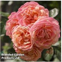 Climbing Rose 'Peach Melba' - Fragrant Repeat-Flowering Bare Root Plant