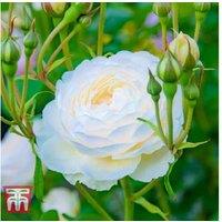 Double Flowering Fragrant Rose Shrub - Bare Root, Multiple Colours